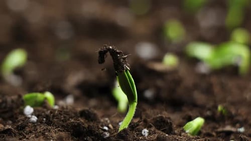 Sprouts Germination Newborn Plant