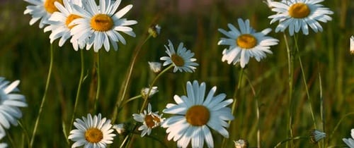 Daisies Growing in a Rural Meadow at Sunset