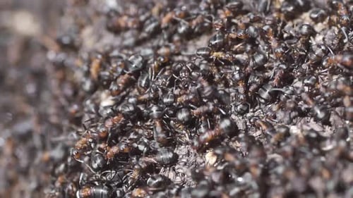 Ants on the Anthill in the Woods Closeup Macro