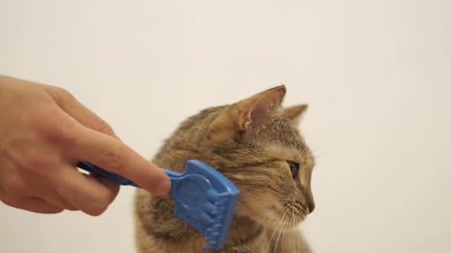 Cat Enjoying Gentle Grooming With Blue Brush