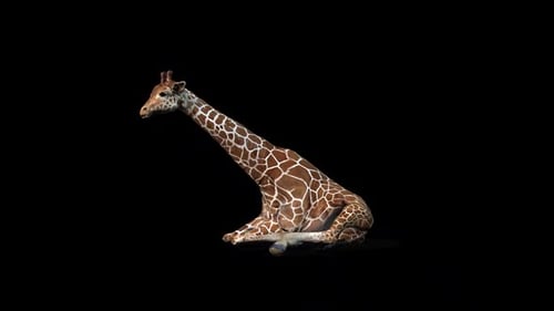 Giraffen-Sitz