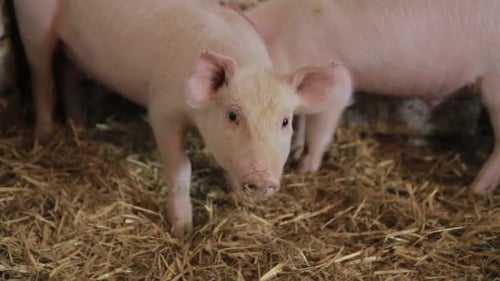 Little Piglittle Pigs