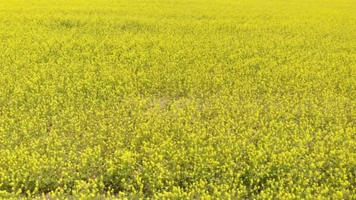 Blühendes Rapsfeld
