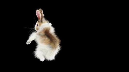 68 Rabbit One Hand Club Combo HD