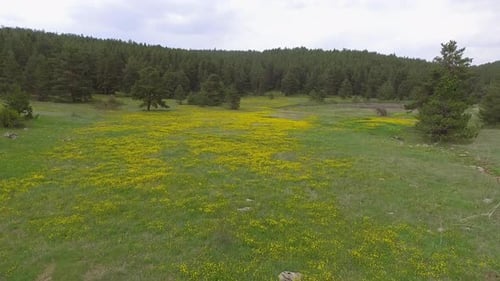 Flowering Gap Between the Forest