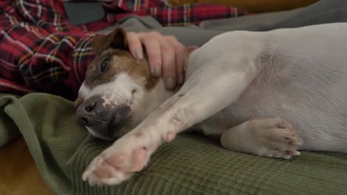 Person Petting Dog Reclined on Couch at Home