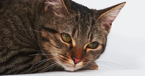 Brown Tabby Domestic Cat on White Background, Real Time 4K