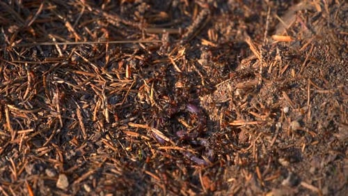 Ant