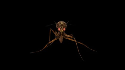 Mosquito Walk Front View