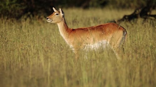 Rote Lechwe-Antilope steht im Grasland