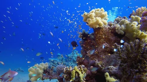 Underwater Beautiful Scene