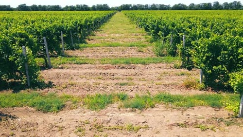 Aerial Flight Over Green Vineyards in Ukraine