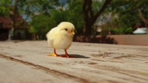 Adorable Fluffy Chick Standing on Wood Table