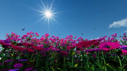 Beautiful Flower Field with Bright Sun and Flying Butterflies