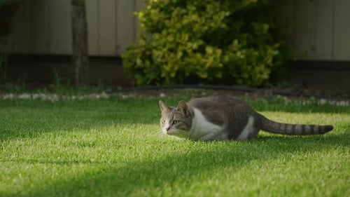 White Tabby Domestic Cat in the Garden Getting Ready and Attacking in Slow Motion
