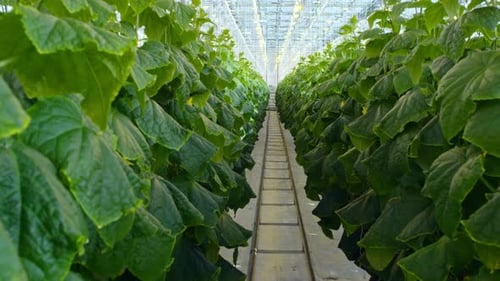 Greenhouse Interior Rows of Cultivated Plants