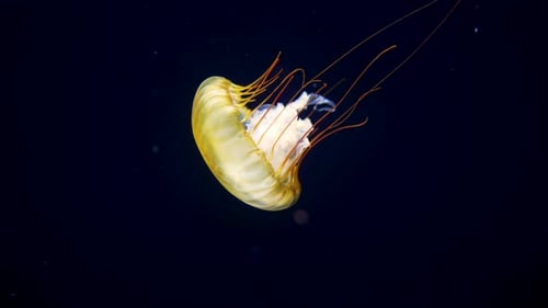 Sea Northern Nettle Jellyfish Swims in West Coast Dark Ocean Water