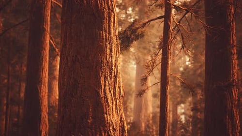 Giant Sequoias in Redwood Forest