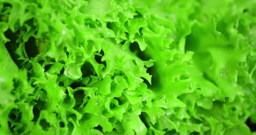 Fresh Bright Green Lettuce Rotates Slowly