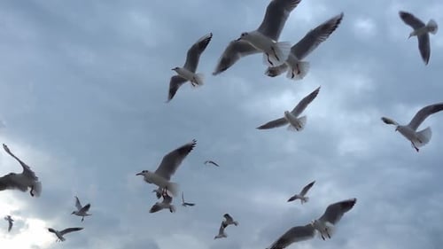 Flock of Seagulls Flying Against Cloudy Sky