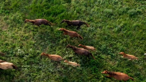 Wild Horses Running Wild Mustangs Run on the Beautiful Green Grass Dust From Under the Hooves