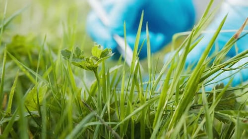 Gloved Hand Collects Plant Specimen with Tweezers