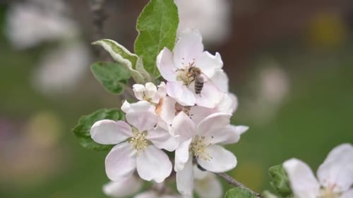 Bee Pollinates Flower Fresh Spring