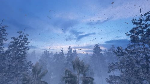 Morgenluftaufnahme des Winterwaldes