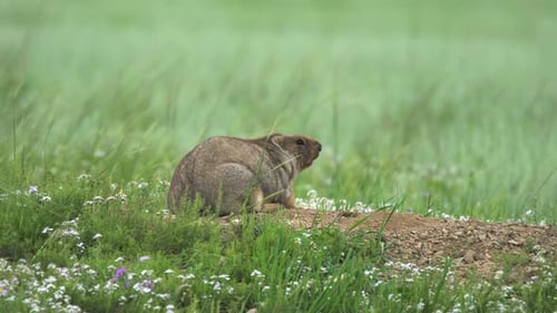 Groundhog Sits Near Burrow on Green Grassy Hill