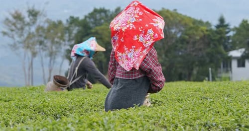 People work in the tea garden