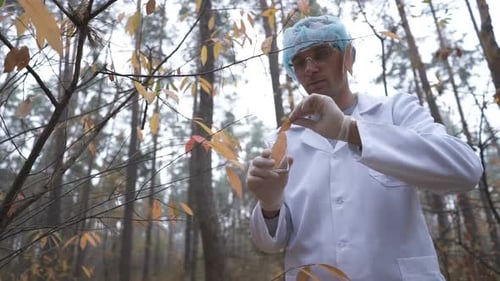 In the Forest, an Ecologist Takes Samples of Plants and Puts Them in a Test Tube