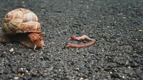Schnecke (2,7K)