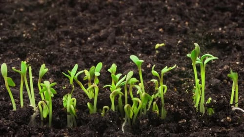 Growing Plants, Sprouts Germination Newborn Cress Salad Plant in Greenhouse Agriculture