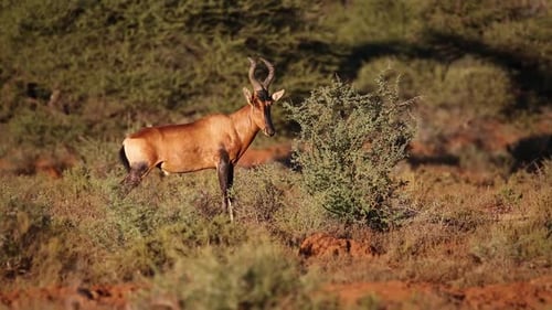 Red Hartebeest Antelope