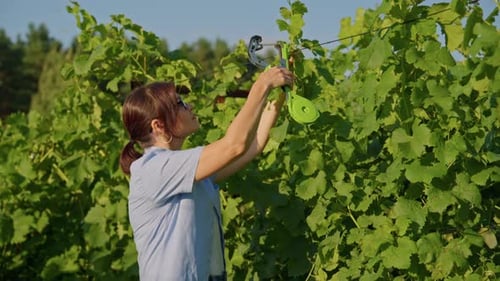 Woman Gardener Farmer Making Garter of Vine Bushes in Vineyard Using Professional Equipment