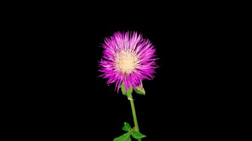 Laps de temps of Blossoms Fleur violette de bleuet persan Centaurea Dealbata