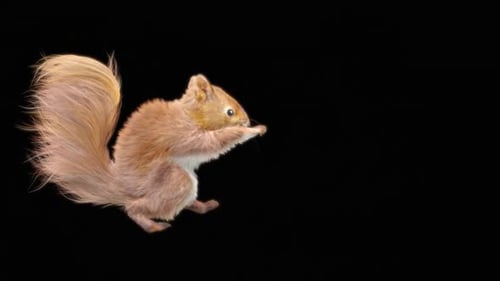 71 Eichhörnchen: Tanzen HD