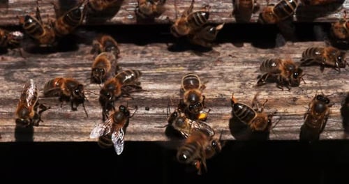|European Honey Bee, apis mellifera, Black Bees at the Entrance of the Hive, Insect in Flight