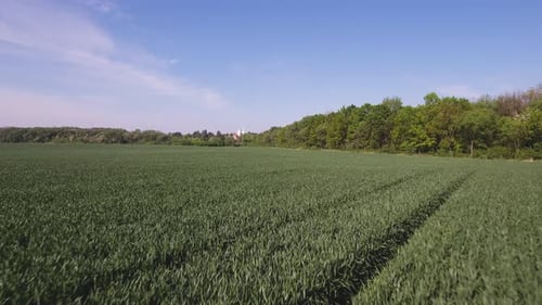 Wheat Field And Distant Castle