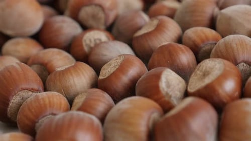 Nuts of Corylus avellana on heap close-up 4K 2160p 30fps UltraHD panning footage - Hazelnuts on whit
