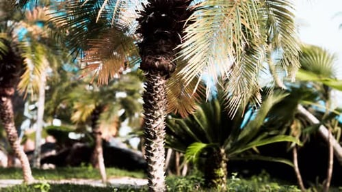 Tropical Palm Tree Swaying in Gentle Breeze