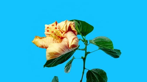 Yellow Red Hibiscus Open Its Flower in Time Lapse. Blooming Two Colored Plant Blossoms on a Blue