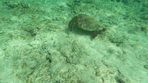 Turtle In The Ocean