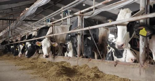 Cows Feeding in a Row in a Barn