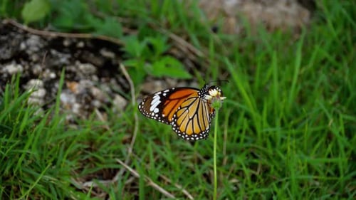 Monarch Butterfly on Flower