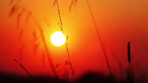 Grashalme gegen die untergehende Sonne