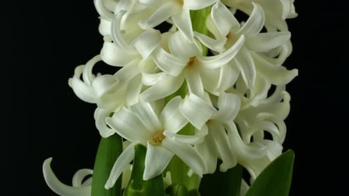 Rotation of a spring flower on a black background. White hyacinth flower rotates 360