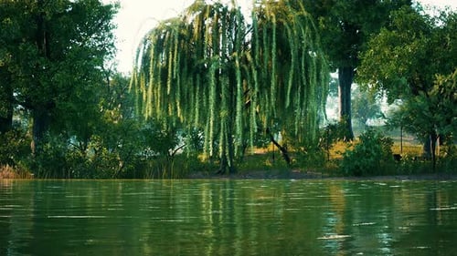 Green Treesin City Park with Swamp Under Sunny Light