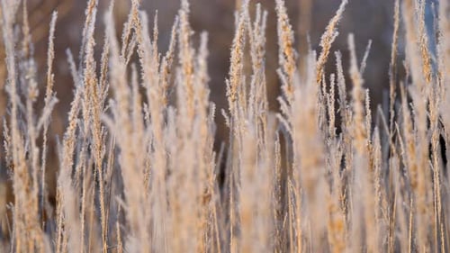 Panicles of Dry Grass Shrouded in Snowflakes Against