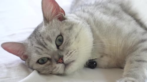 Süße britische Katze, die auf weißem Bett liegt